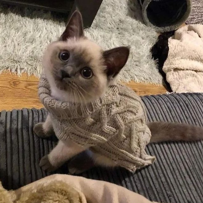 wilhelmascats's tweet photo. https://t.co/9ZR1DRPCI8