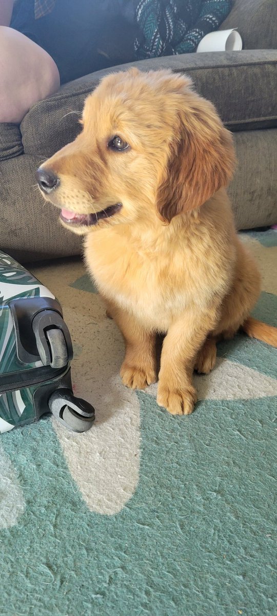 FenixHero's tweet photo. In case you missed the HUGE announcement, here it is! Welcome Atreus, to my family and the stream! https://t.co/vJ3k5Ua4XA