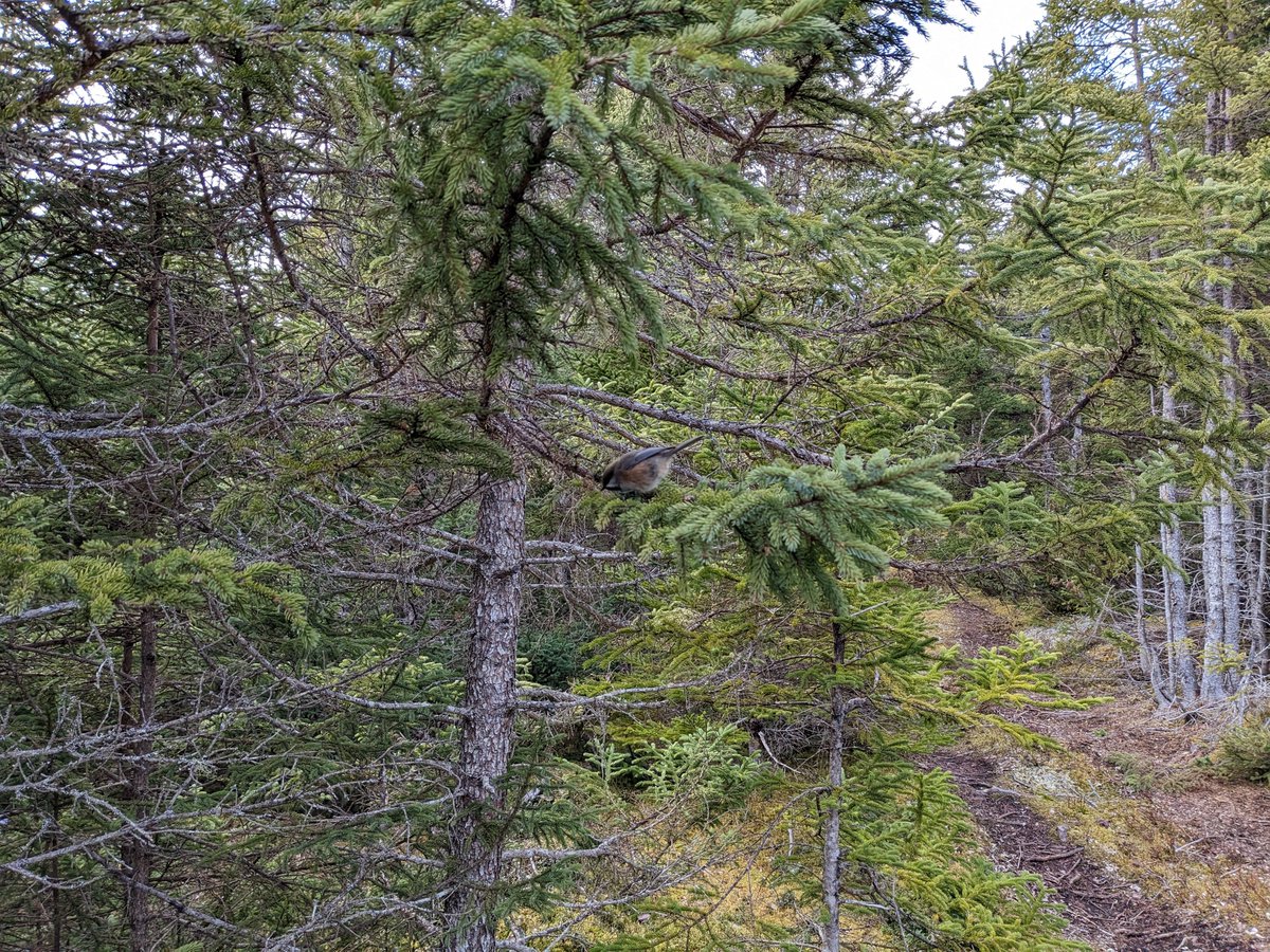 Shawn_Walters's tweet photo. 1/2... Nice day for a 11.7 km walk\hike near Petley and Britannia, Random Island, NL today. #RandomIsland #NLwx https://t.co/cCLD5WEcQg