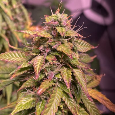 306Grows's tweet image. #NewProfilePic