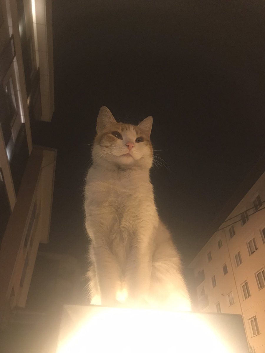 asuman_sur's tweet photo. Cat’stanbul https://t.co/02C4xBlyXP