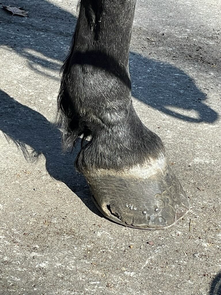 Harness Horses Uncovered on Twitter "crgshldn nyclass