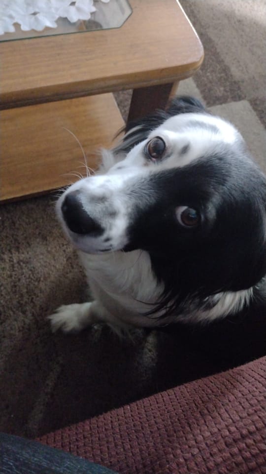 JAGNIZO666's tweet photo. #JuaniquilaPets es la mascota de mi mejor amiga pero igual yo la quiero cómo si fuera mía (la quiero más q a ella) te amo chloe eres la luz de mi vida 🫶 https://t.co/xp5igDgo5G