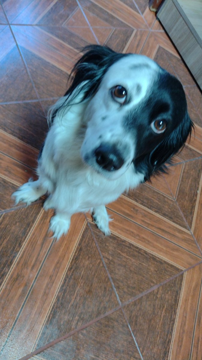 JAGNIZO666's tweet photo. #JuaniquilaPets es la mascota de mi mejor amiga pero igual yo la quiero cómo si fuera mía (la quiero más q a ella) te amo chloe eres la luz de mi vida 🫶 https://t.co/xp5igDgo5G