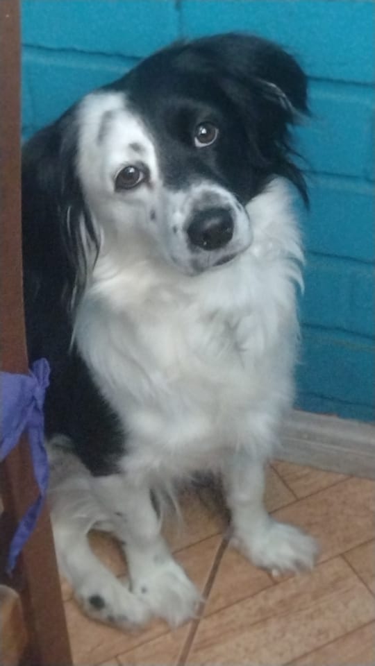 JAGNIZO666's tweet photo. #JuaniquilaPets es la mascota de mi mejor amiga pero igual yo la quiero cómo si fuera mía (la quiero más q a ella) te amo chloe eres la luz de mi vida 🫶 https://t.co/xp5igDgo5G