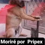 Photo by Pripex Esports (@PripexEsports)