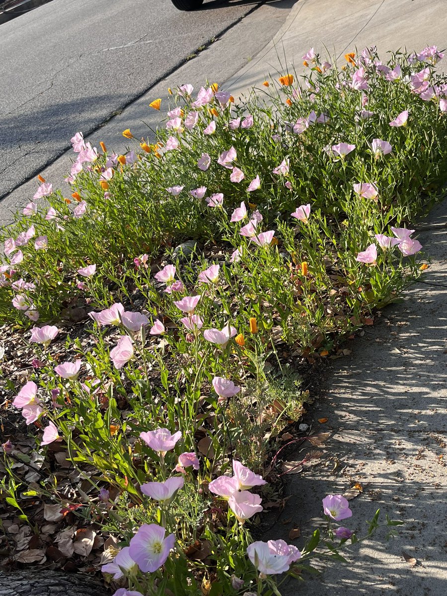 onlybeci's tweet photo. My favorite part when I go out for a walk. Beautiful โPink ladiesโ on the sidewalk enjoying the sun. ๐ธ
#MyDailyWalk
#Flowers
#Spring
โถ๏ธhttps://t.co/tFmznL6dGZ
Have a safe and enjoyable Sunday. ๐ค https://t.co/XFPHUMlMc5