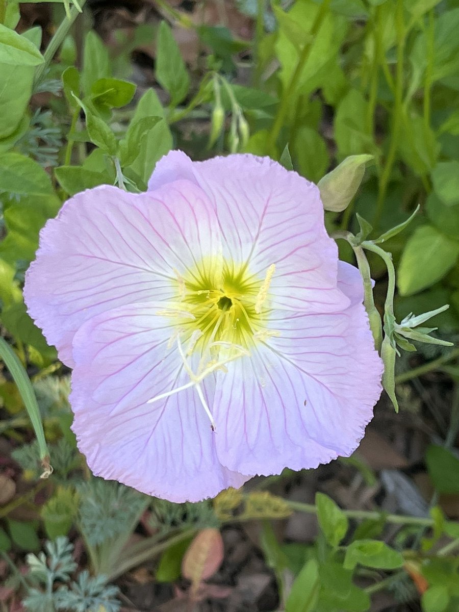 onlybeci's tweet photo. My favorite part when I go out for a walk. Beautiful โPink ladiesโ on the sidewalk enjoying the sun. ๐ธ
#MyDailyWalk
#Flowers
#Spring
โถ๏ธhttps://t.co/tFmznL6dGZ
Have a safe and enjoyable Sunday. ๐ค https://t.co/XFPHUMlMc5