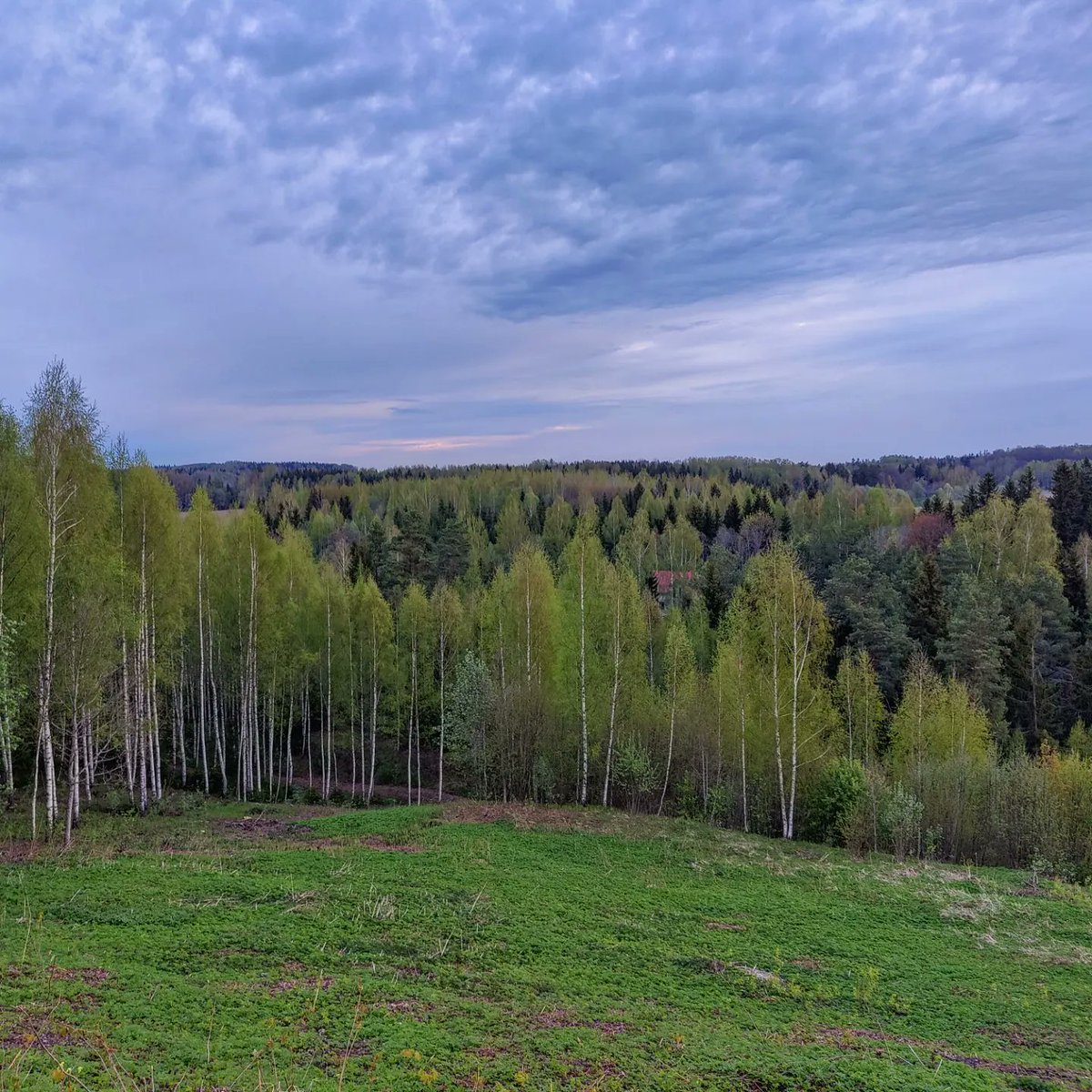 oskarsvizbulis's tweet image. Pirms Imanta. #ziedonis #pavasaris #latgale #sarkaņkalns