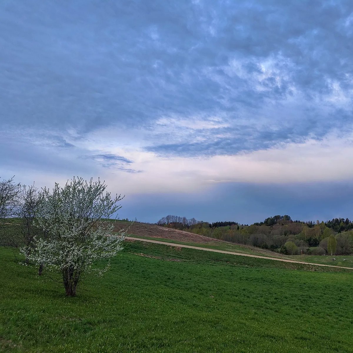 oskarsvizbulis's tweet image. Pirms Imanta. #ziedonis #pavasaris #latgale #sarkaņkalns