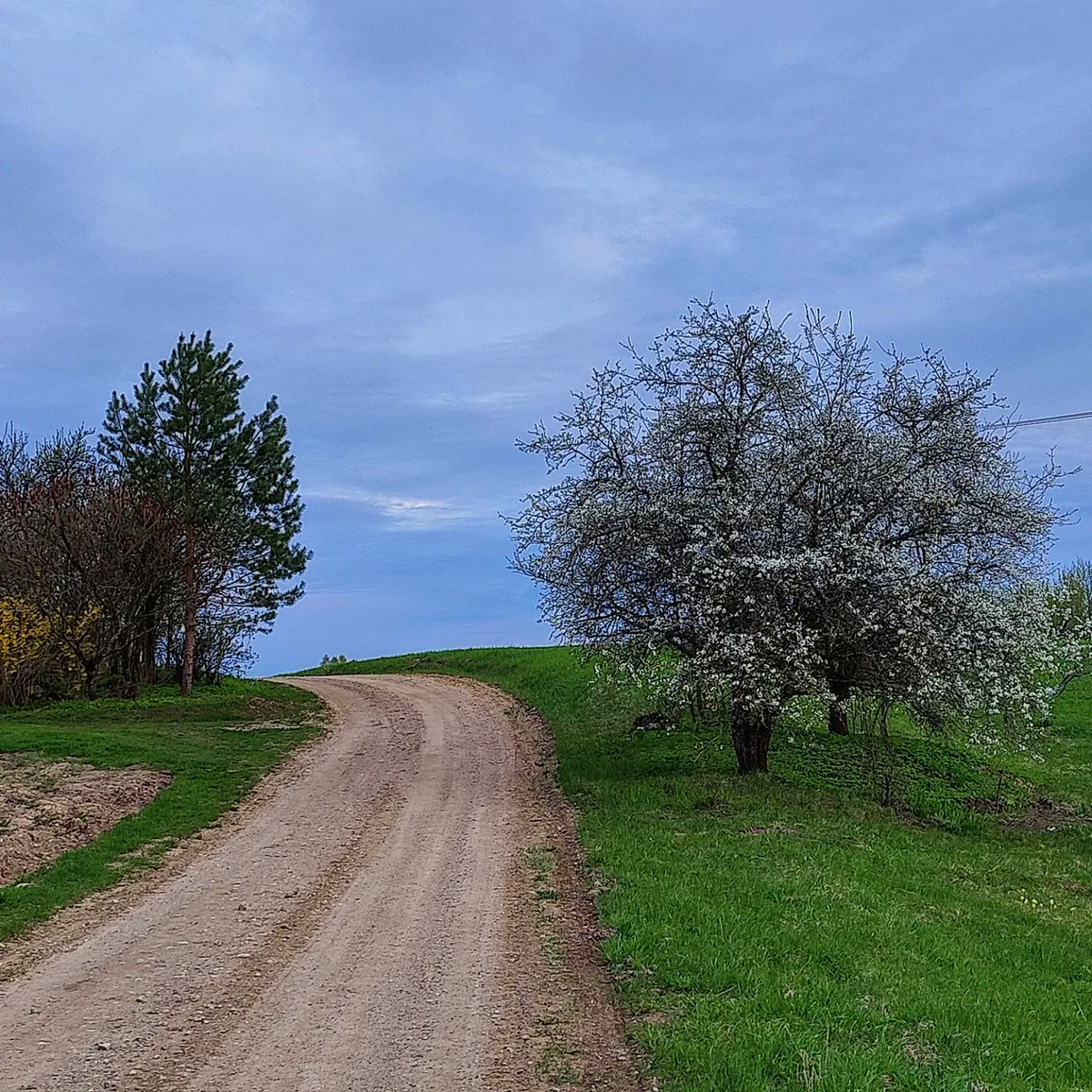 oskarsvizbulis's tweet image. Pirms Imanta. #ziedonis #pavasaris #latgale #sarkaņkalns