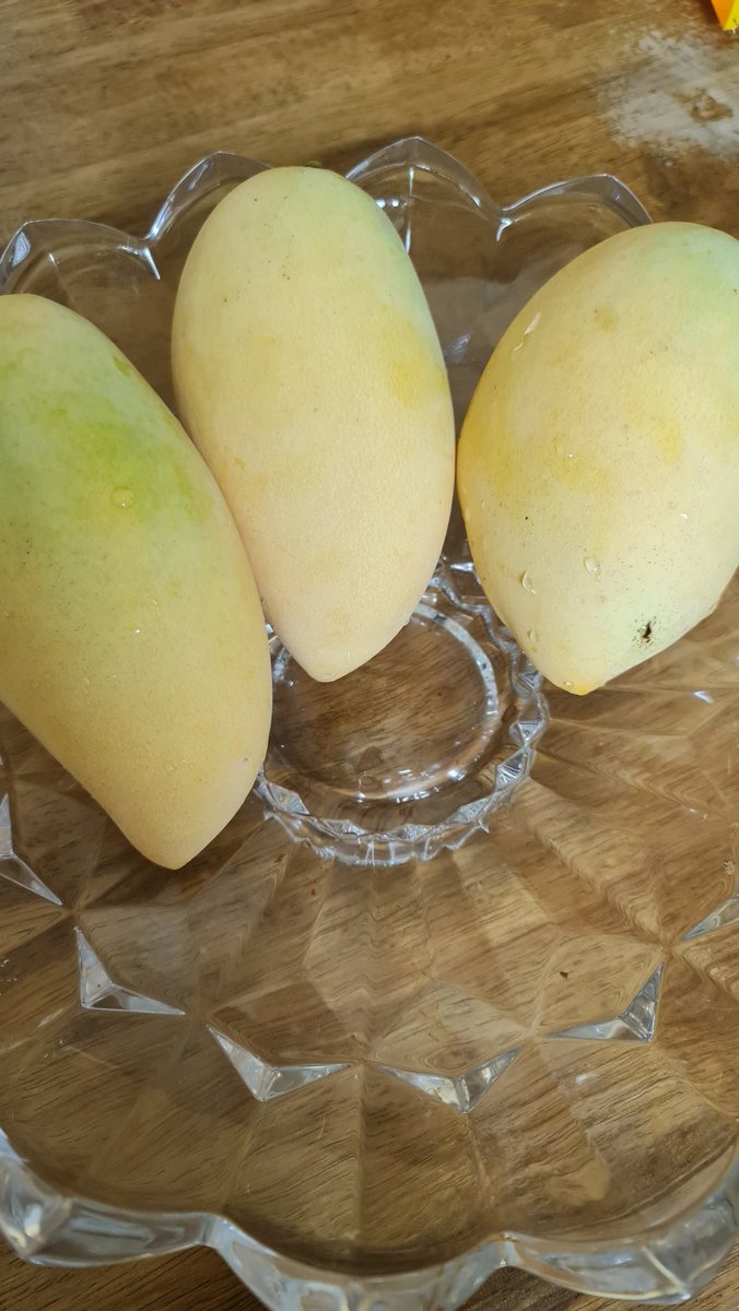 cathy_c19's tweet image. มะม่วงน้ำดอกไม้ที่บ้าน บ่มอีกสักสองวันก็ได้กินแล้ววววว😋 
Beautiful Thai Mango at my house. 
#mango #fruits #thaimango