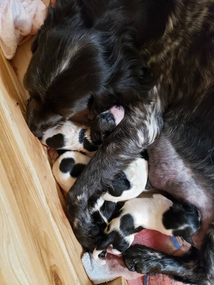 実家にて犬の出産が始まりました🐶