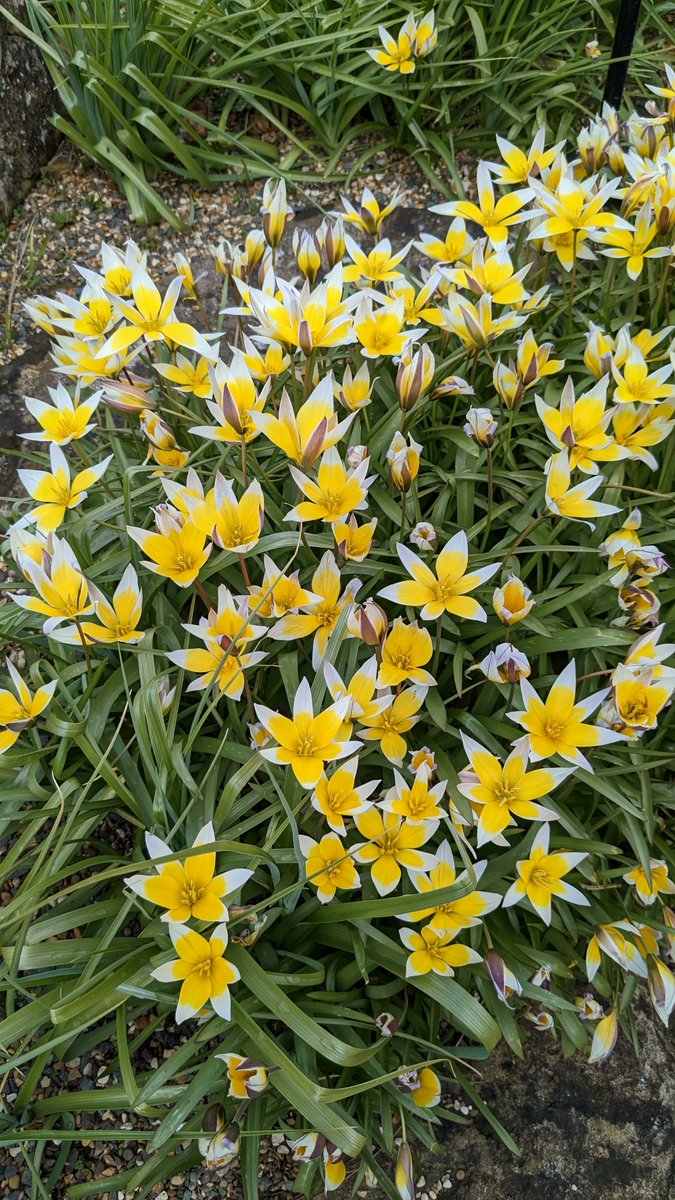 Jules_Gardenwilde 🌱 on Twitter "Morning. Some yellow tulip offerings