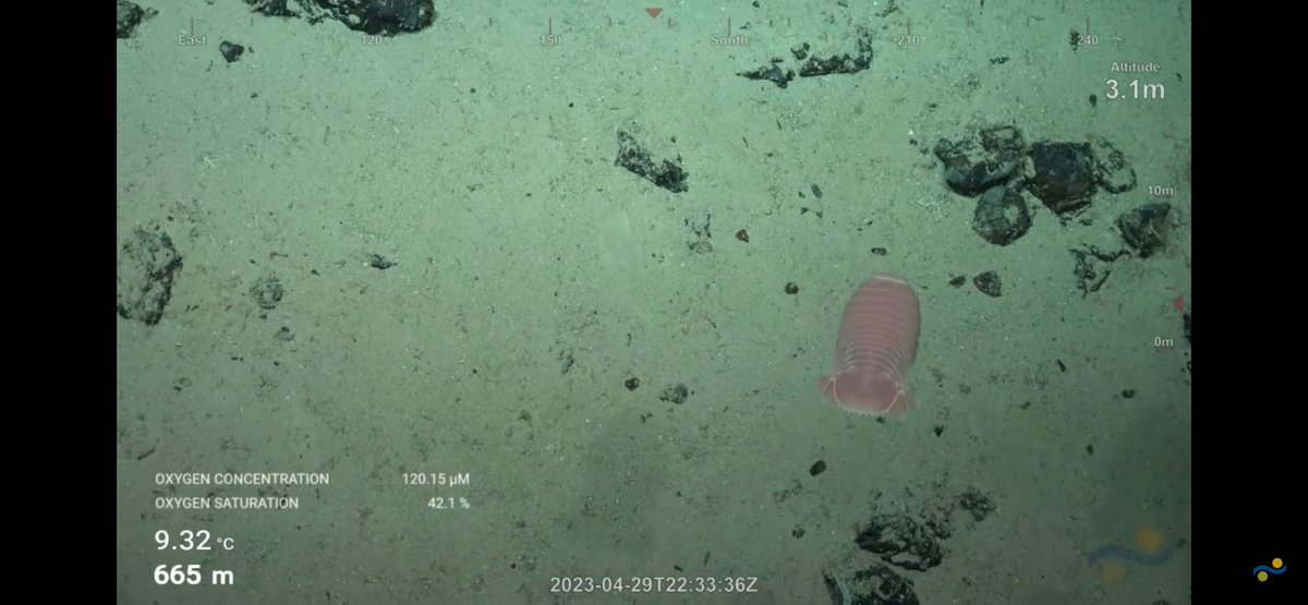 CaliKatBird's tweet photo. Not a giant isopod but a decent sized one nonetheless. @SchmidtOcean #WhitingBank https://t.co/U6dcsDAUda