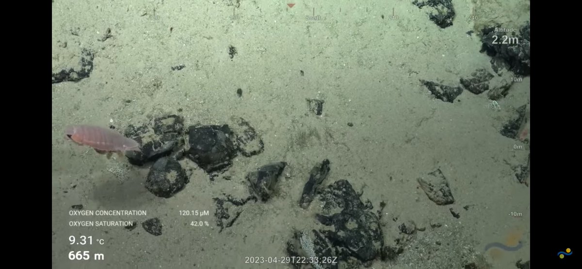 CaliKatBird's tweet photo. Not a giant isopod but a decent sized one nonetheless. @SchmidtOcean #WhitingBank https://t.co/U6dcsDAUda