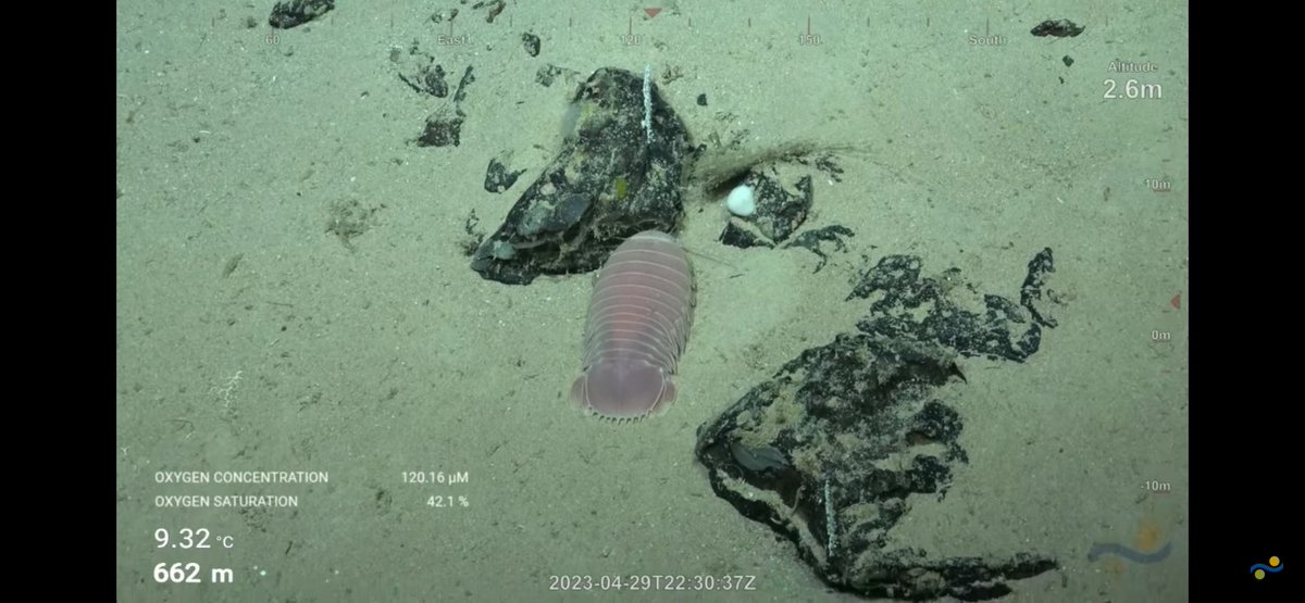 CaliKatBird's tweet photo. Not a giant isopod but a decent sized one nonetheless. @SchmidtOcean #WhitingBank https://t.co/U6dcsDAUda
