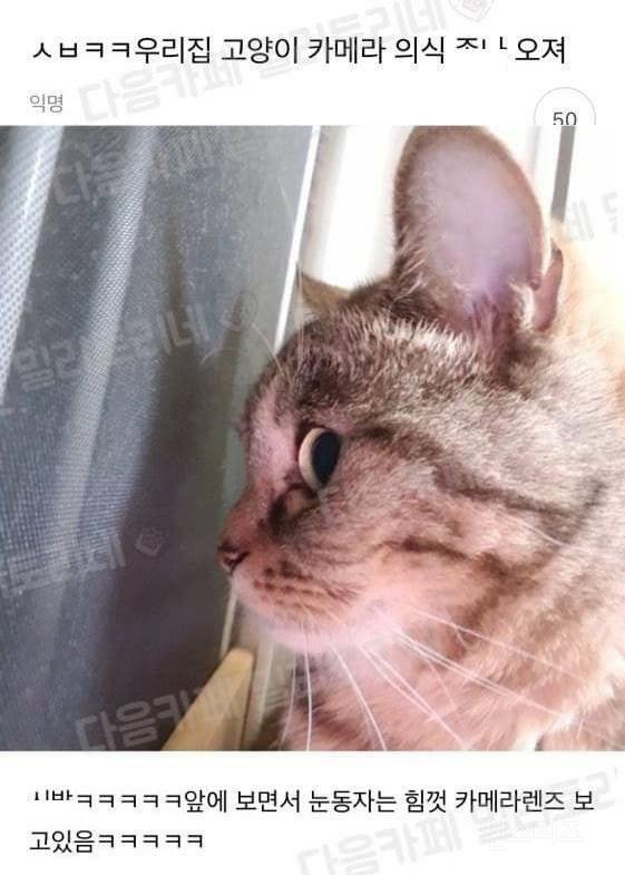 mycatzer0's tweet photo. https://t.co/4bXRiTrliL
