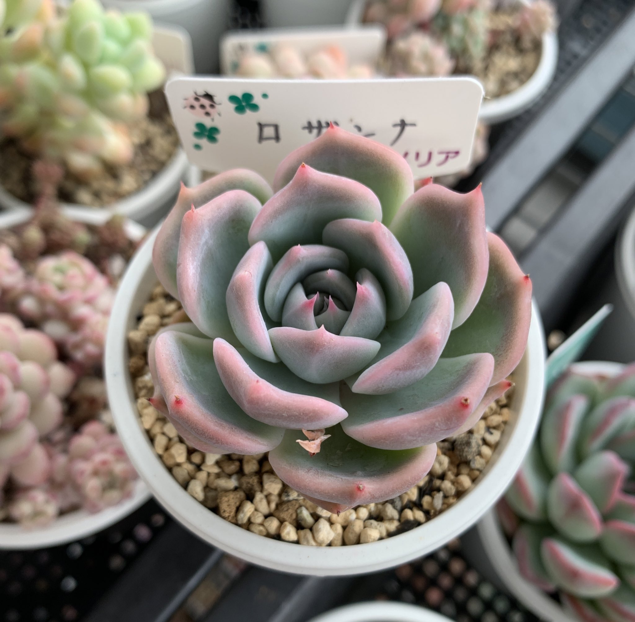 は自分にプチご褒美を 多肉植物 kikiちゃん様ご確認専用 その他