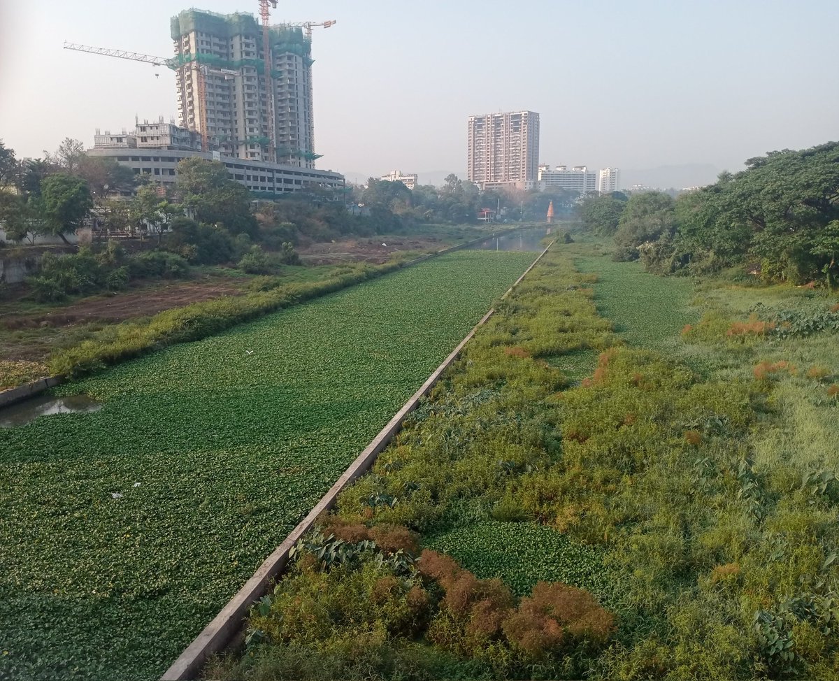 ROHITKUMBHOJKAR's tweet image. #RiverFrontDevelopment
नदी पात्र सुशोभीकरण का झाल पाहिजे यासाठी दोंन महत्वाची कारण खालील प्रमाणे.
दोन आठवड्यापूर्वी मी नदीपात्रातील एक फोटो इथे पोस्ट केला होता ज्यात #जलपर्णी ने नदीवर पूर्णपणे पांघरूण घातले होते ज्यामुळे नदीचा श्वास निश्चितच गुदमरत होता 
1/n
#RohitPens