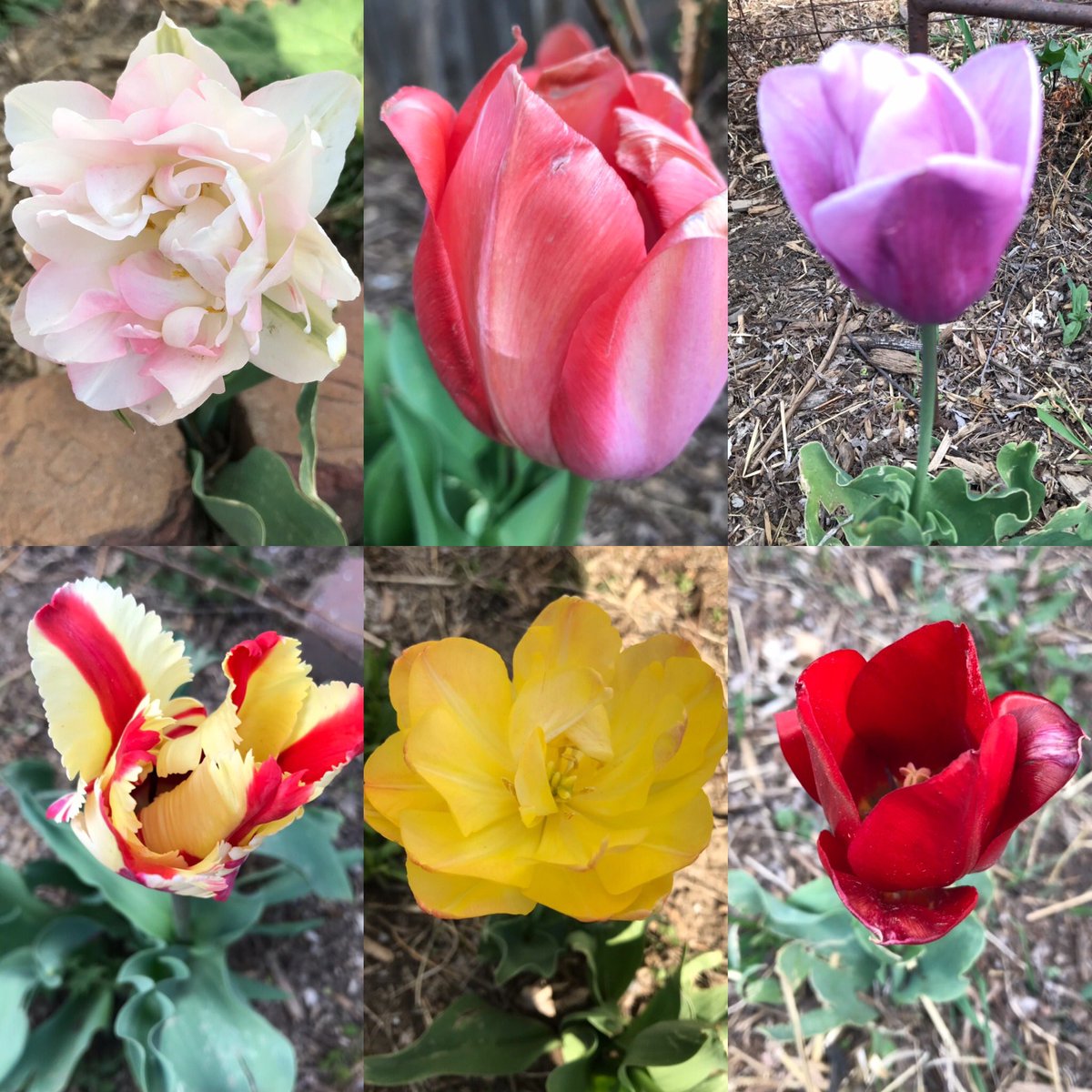 Six on Saturday! #SixOnSaturday #spring #tulips #springcolor #gardening #gardens #nebraskanice