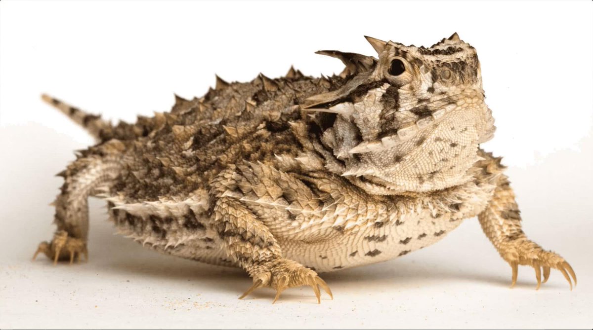 SoCalFan59's tweet photo. @chargers Rare L guys...rare L
Those are tree frogs

This is a horned frog😆 https://t.co/442BhgCMdr