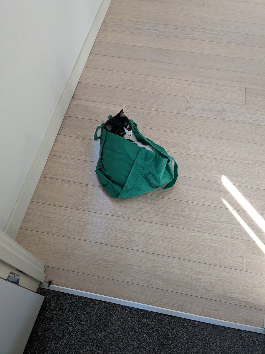 I will be letting the cat out of the bag in a bit