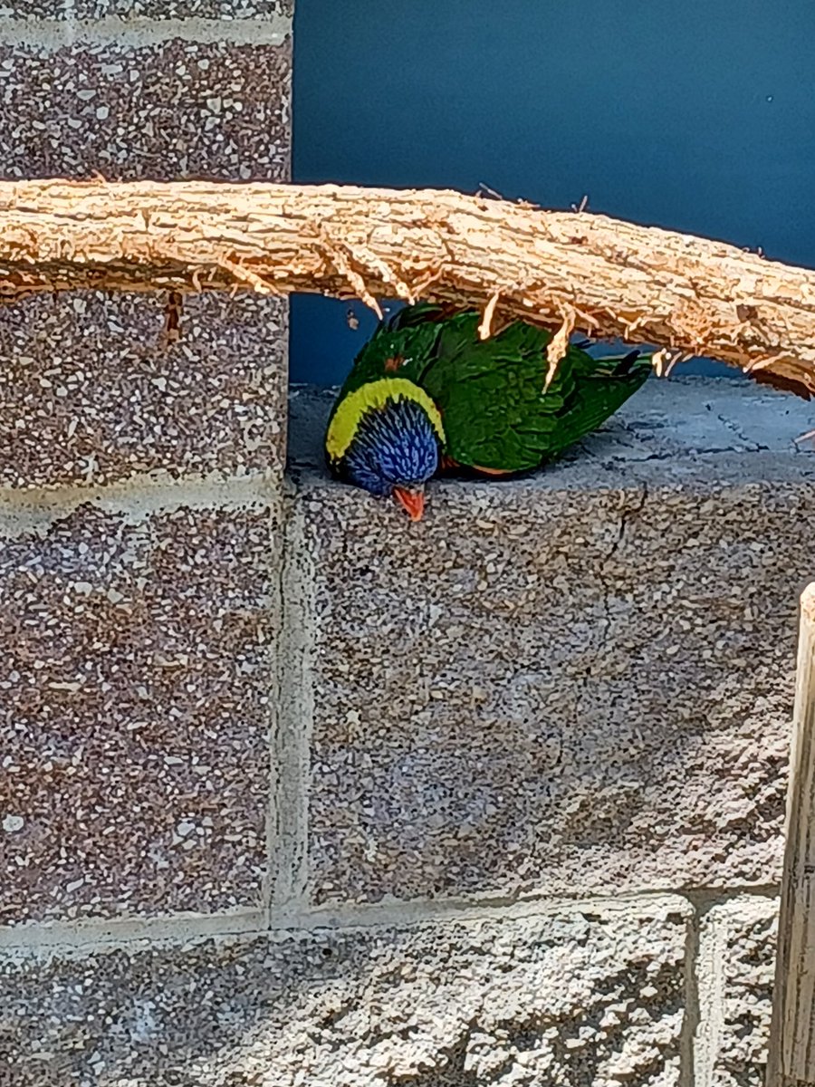XxDeviStationxX's tweet photo. I relate to this passed out parrot at the zoo so hard frfr https://t.co/FZrGrY53gm