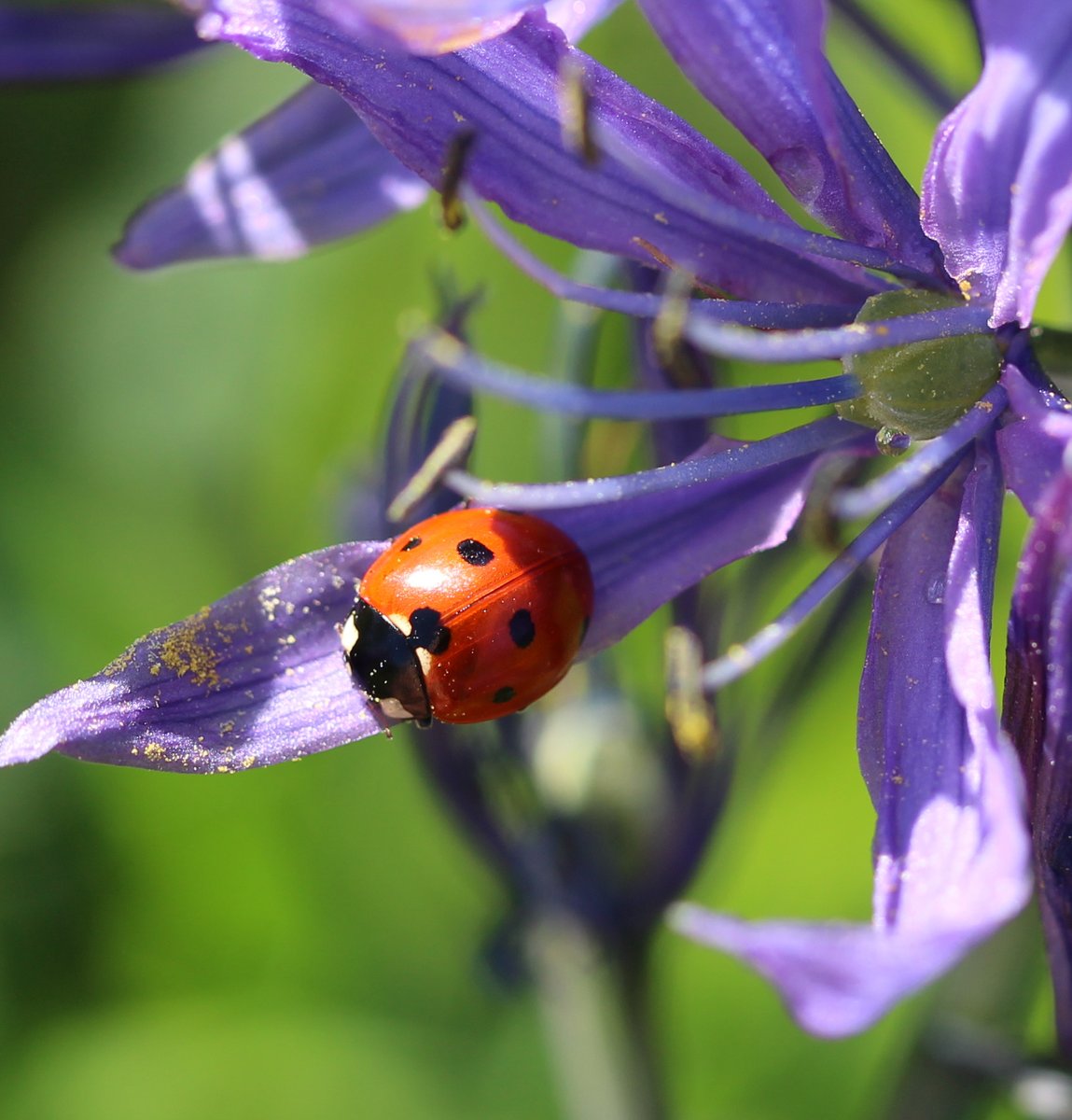 Seven spot ladybug on camas. #CityNatureChallenge2023 #victoriabc #beaconhillpark