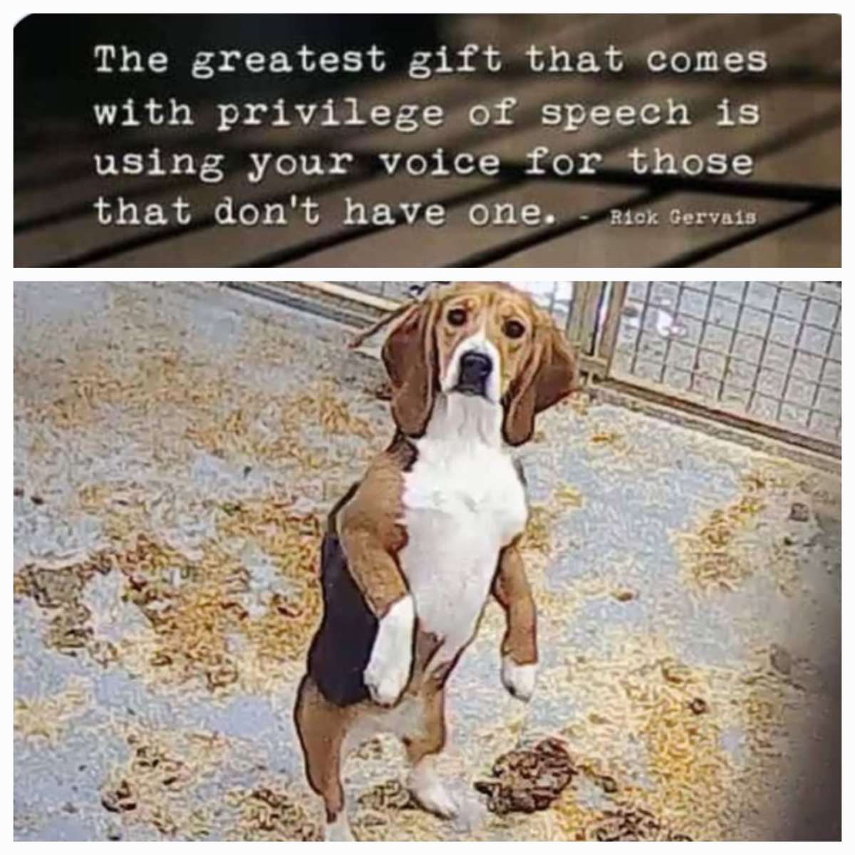 @thepupmommy Couldn't agree more. Dogs are my life. That's why I am fighting against animal testing everday. It's unimaginable horrific for me that they are breed to be tortured and murdered.