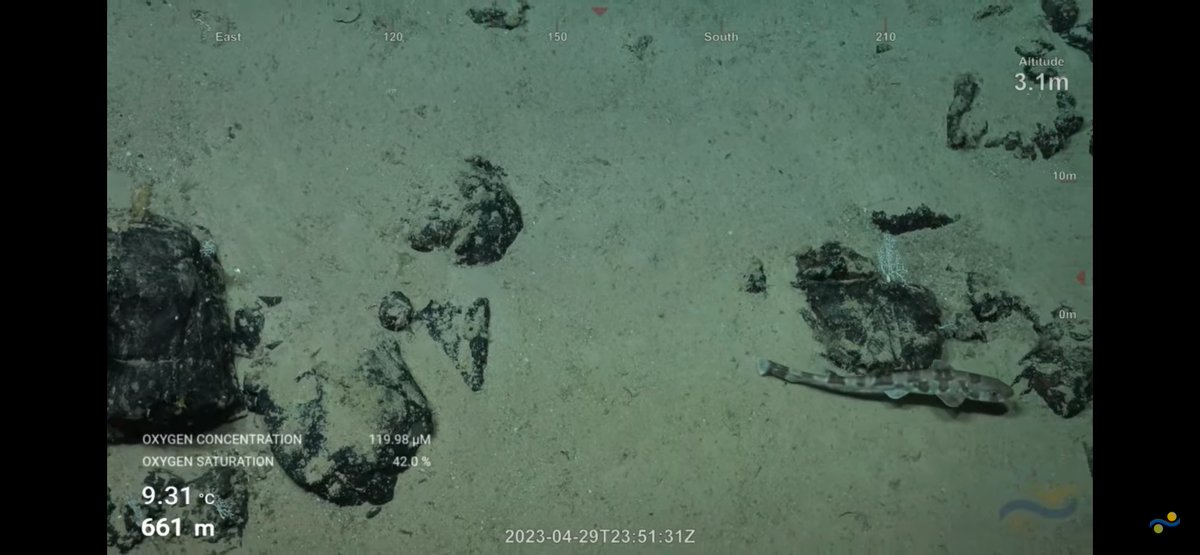 CaliKatBird's tweet photo. Catshark
I believe we saw 3 today, or the same one 3 times. @SchmidtOcean #WhitingBank https://t.co/sY3Cb05k6K