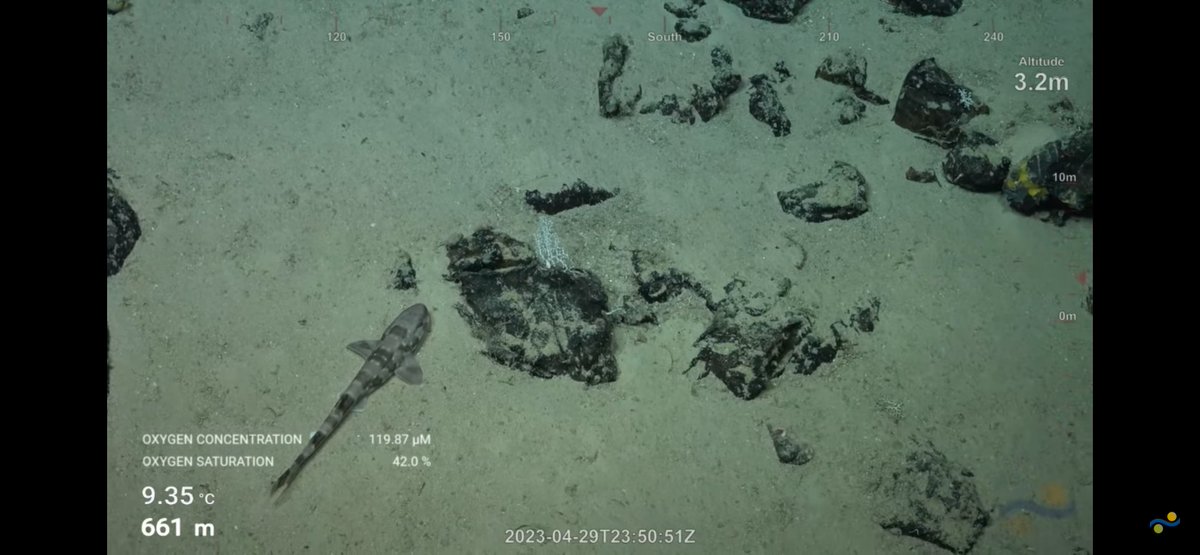 CaliKatBird's tweet photo. Catshark
I believe we saw 3 today, or the same one 3 times. @SchmidtOcean #WhitingBank https://t.co/sY3Cb05k6K