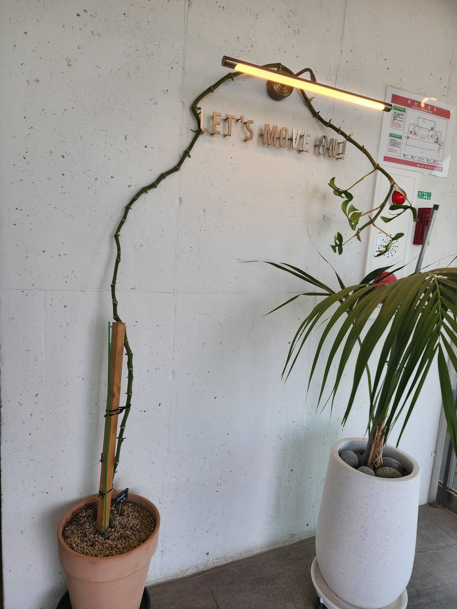 plant8382's tweet photo. 카페왓는데........ 이 히메몬에겐 무슨 일이 잇엇던걸까........... https://t.co/rvEZLMUgom