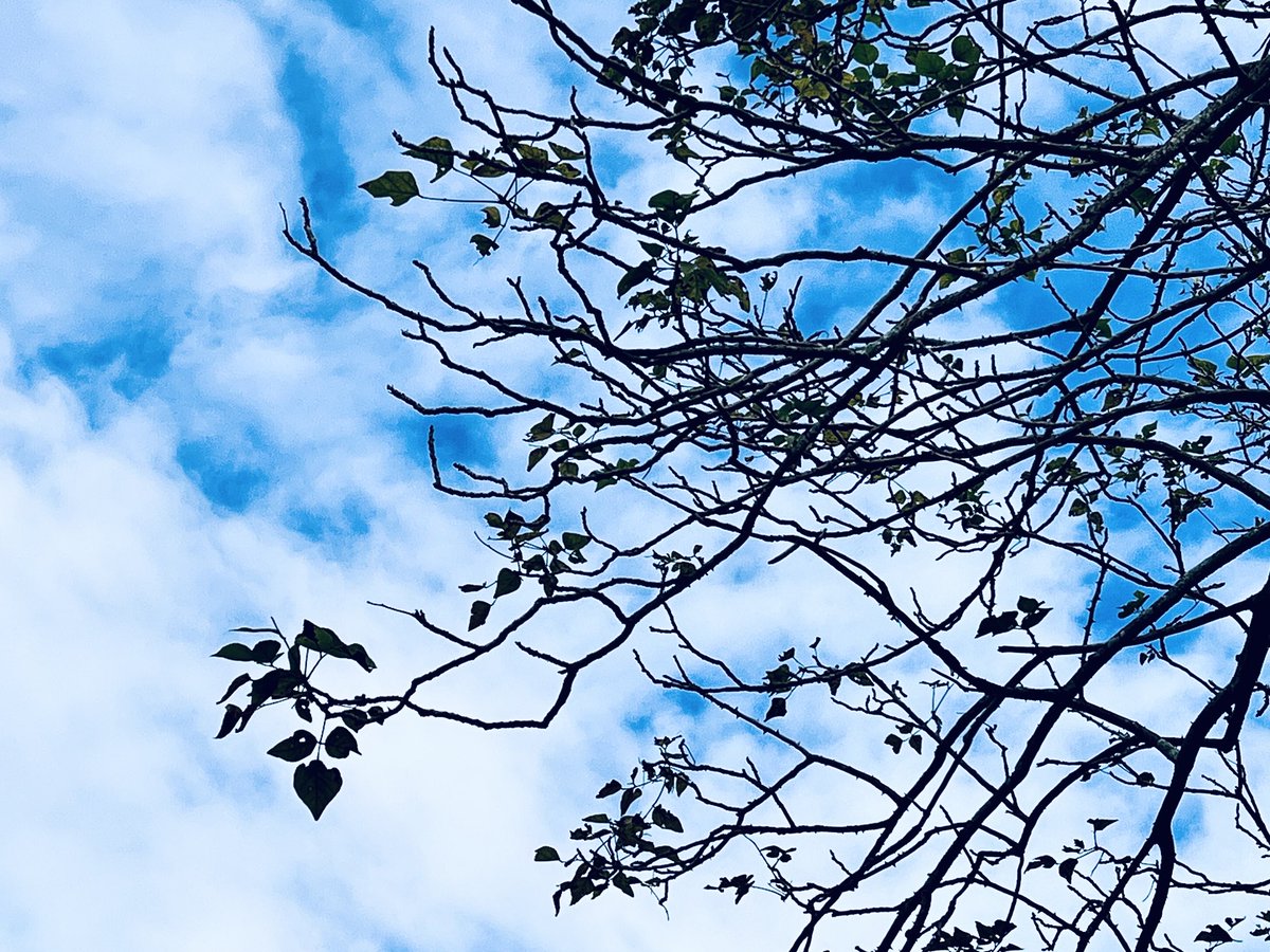 AdkinsProf's tweet photo. Good to see the weather clear so we can go back to enjoying Sydney in autumn. #weekend #notatwork #autumn https://t.co/naNwIQDrZn