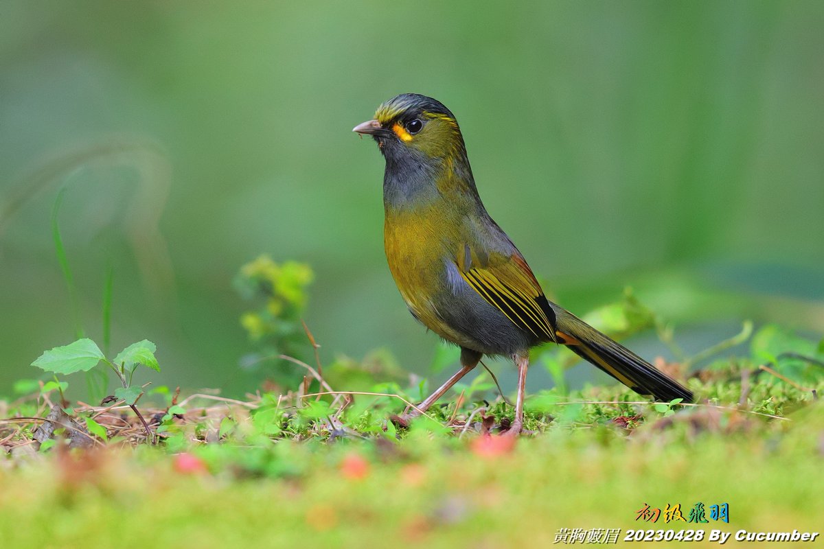 HuangKuang_Chen's tweet photo. <20230428 黃胸藪眉 (藪鳥) 02>
Beautiful high mountain birds in Taiwan.
#黃胸藪眉 #藪鳥 #Liocichla_steerii #Steere's Liocichla #ヤブドリ
#台灣野鳥 #台湾の野鳥 #Wildbird_in_Taiwan #初級飛羽 https://t.co/ZjsoEdOaa3