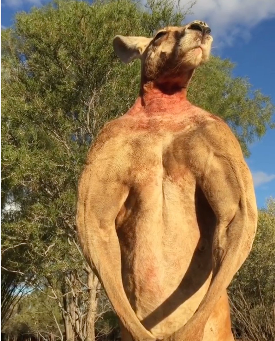 iback58's tweet photo. i just wanna know what kangaroos do to get so ridiculously jacked. what’s their regimen? what could they possibly be doing to get that ripped? also skipping forearm day fr https://t.co/Ee2430HT6J