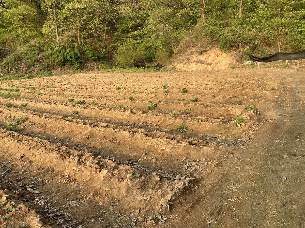 감자에 싹이 났다