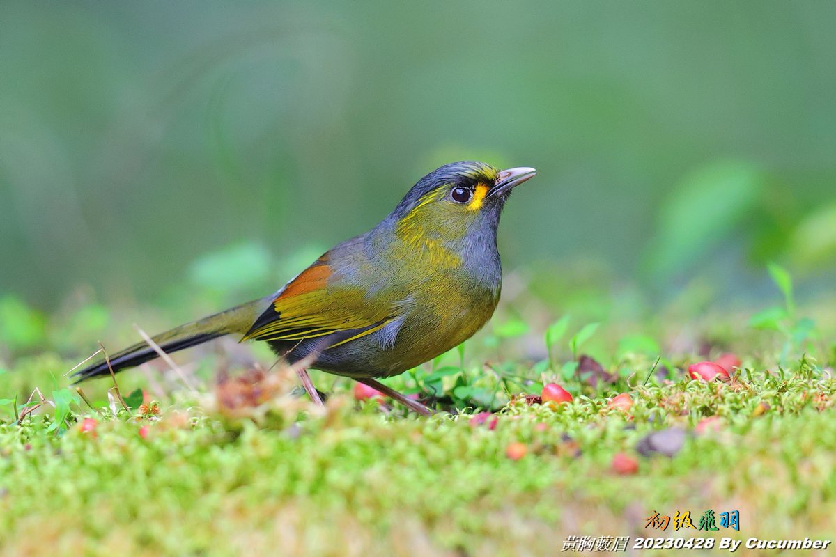 HuangKuang_Chen's tweet photo. <20230428 黃胸藪眉 (藪鳥) 03>
Beautiful high mountain birds in Taiwan.
#黃胸藪眉 #藪鳥 #Liocichla_steerii #Steere's Liocichla #ヤブドリ
#台灣野鳥 #台湾の野鳥 #Wildbird_in_Taiwan #初級飛羽 https://t.co/9nBeDYrgAm
