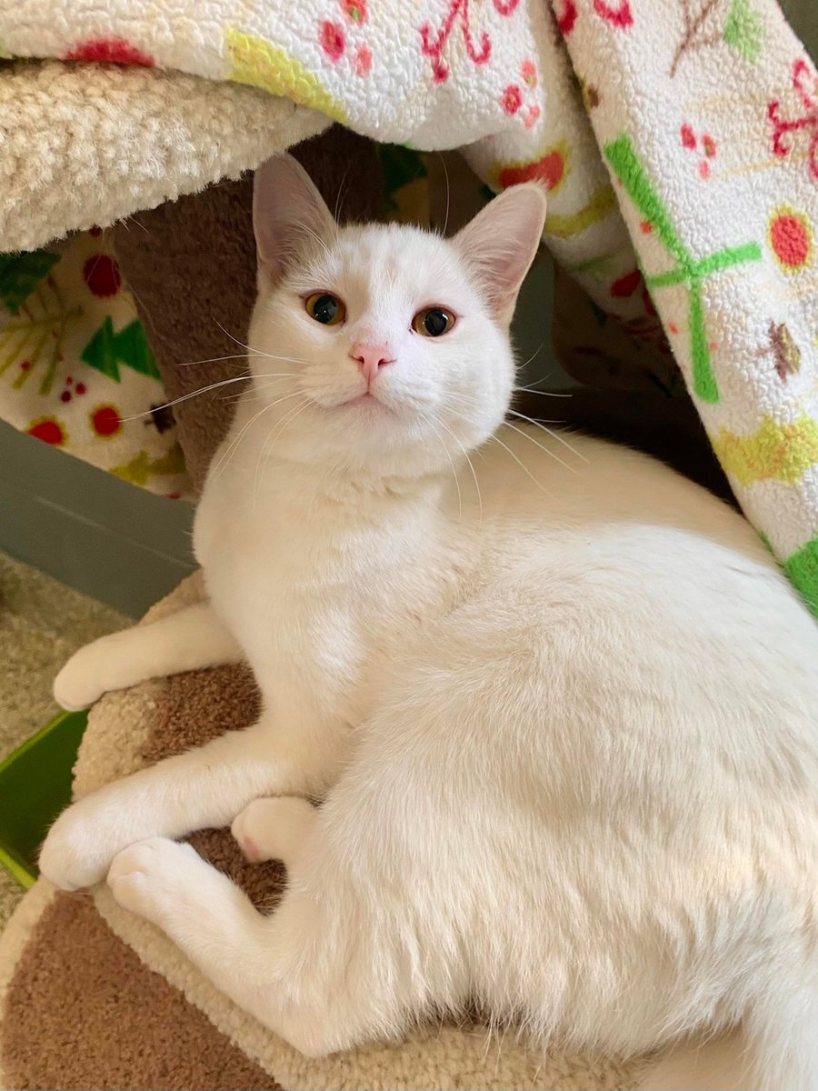 BOW_VALLEY_SPCA's tweet photo. Hi I'm Buko! Are you looking for a new best friend that will ensure that life is NEVER boring? Look no further, because here I am! I'm a go-getter and I always love to be where the action is! Multiple humans with two hands each for all the pets - I'… https://t.co/yuIp3RO2Ew https://t.co/vhFORMh3ki