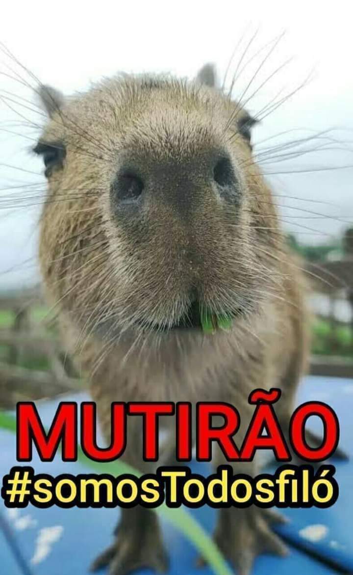 pripalpitando's tweet photo. O #IBAMA confiscou o animal errado. Deveria ter levado embora uma certa cobra caninana. Perigosa, venenosa e traiçoeira.

#FiloLivre
#FiloTemdeVoltar
#devolvamafiloproagenor https://t.co/1Tzn66o68x