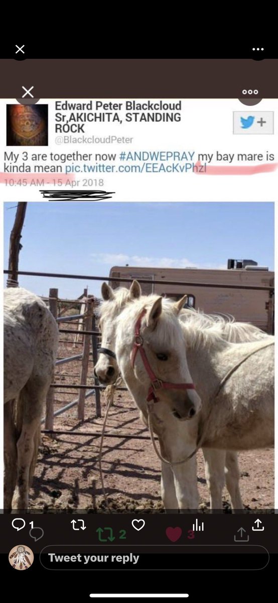 PyrettaJ's tweet photo. @Ancestorscreate @standingrock68 See now THATS what a proper stable looks like! It has SHELTER from heat and bad weather. Horses don’t have to be TIED to corral fencing strung together with bale wire and scraps of wood. Horses have proper FOOD and WATER! AND STILL YOU SUPPORT THIS ANIMAL MURDERER!!! HOW?? https://t.co/W7xeZgyjoC