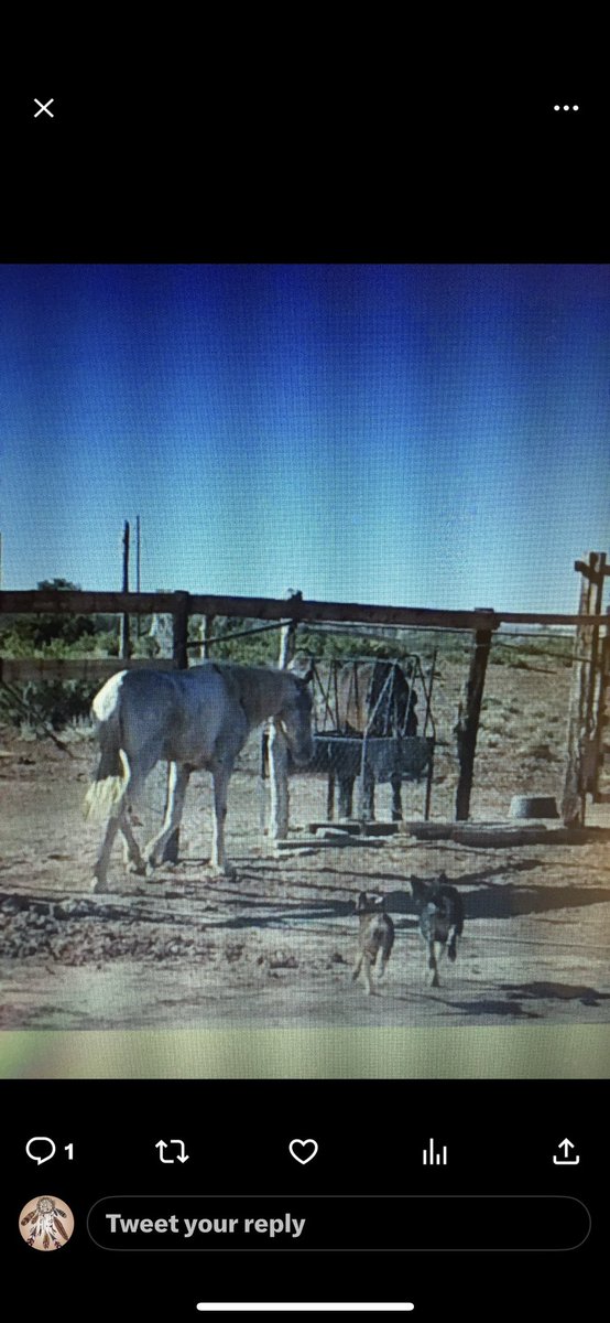 PyrettaJ's tweet photo. @Ancestorscreate @standingrock68 See now THATS what a proper stable looks like! It has SHELTER from heat and bad weather. Horses don’t have to be TIED to corral fencing strung together with bale wire and scraps of wood. Horses have proper FOOD and WATER! AND STILL YOU SUPPORT THIS ANIMAL MURDERER!!! HOW?? https://t.co/W7xeZgyjoC