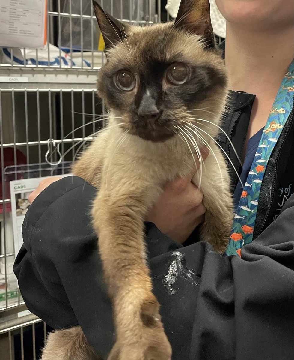 NFLQuotesMemes's tweet photo. RT LoveMeowdotcom "A grateful cat "thanked" a family for taking him out of the shelter. He had been found on the streets at 14. Full story: https://t.co/FNFGYB5B8h https://t.co/9J56HzI0sM"