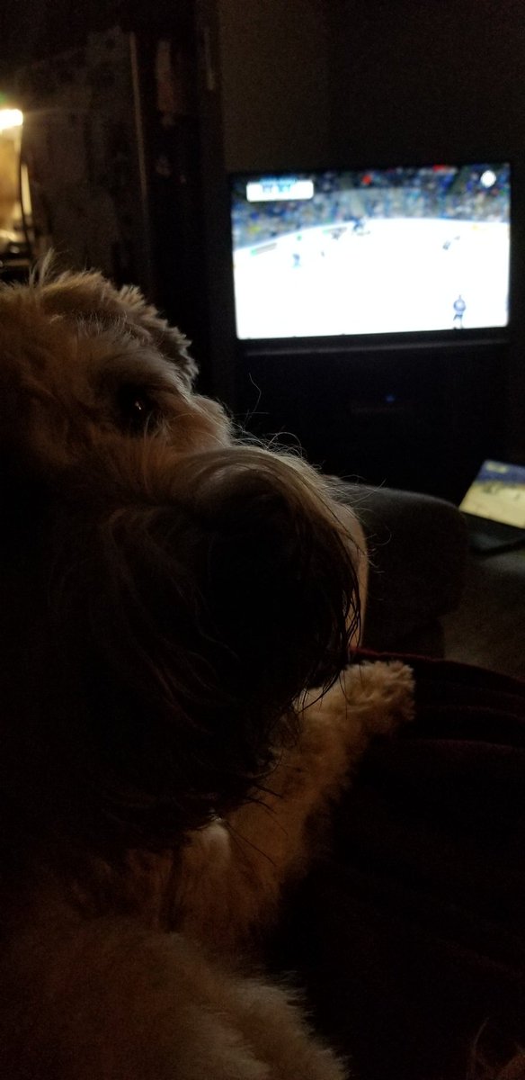 We don't usually watch hockey but DogDad wants to see the leafs win cuz it's been so long and he likes underdogs. Are you watching? #SCWT #DogsOfTwitter #Hockey #Leafs