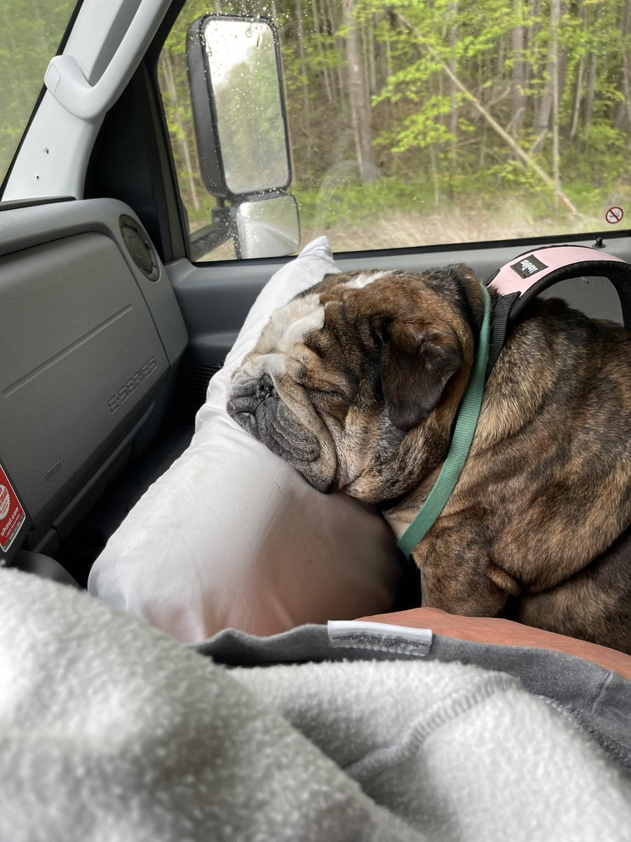 Primmrose tweet media