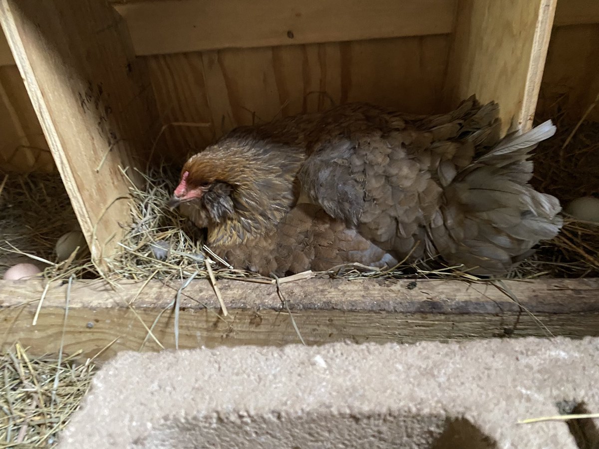 This little @FlintHillES courtyard beauty is sitting on a clutch of eggs and hopefully around May 16th we will have a few new Flint Hill Falcons 🐣 #FHESIlluminates #FHEScourtyardchickens #FHESfamily