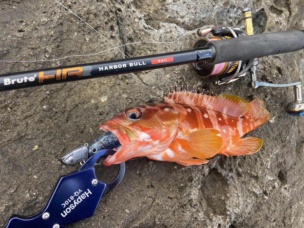 wocadaaa's tweet photo. ウネリが弱い間に🌀
沖の瀬スイミング後の着底で🔥
■#Apia #BruteHR #Harborbull96H
■#Daiwa #Certate3012H
■#Livre #LightArm65
■#xbraid #upgradePE_X4 1.2号
#fcabsorber 25lb
■#ecogear #SwimingTenya 40g
#BALT 4in https://t.co/mrLURghUh7