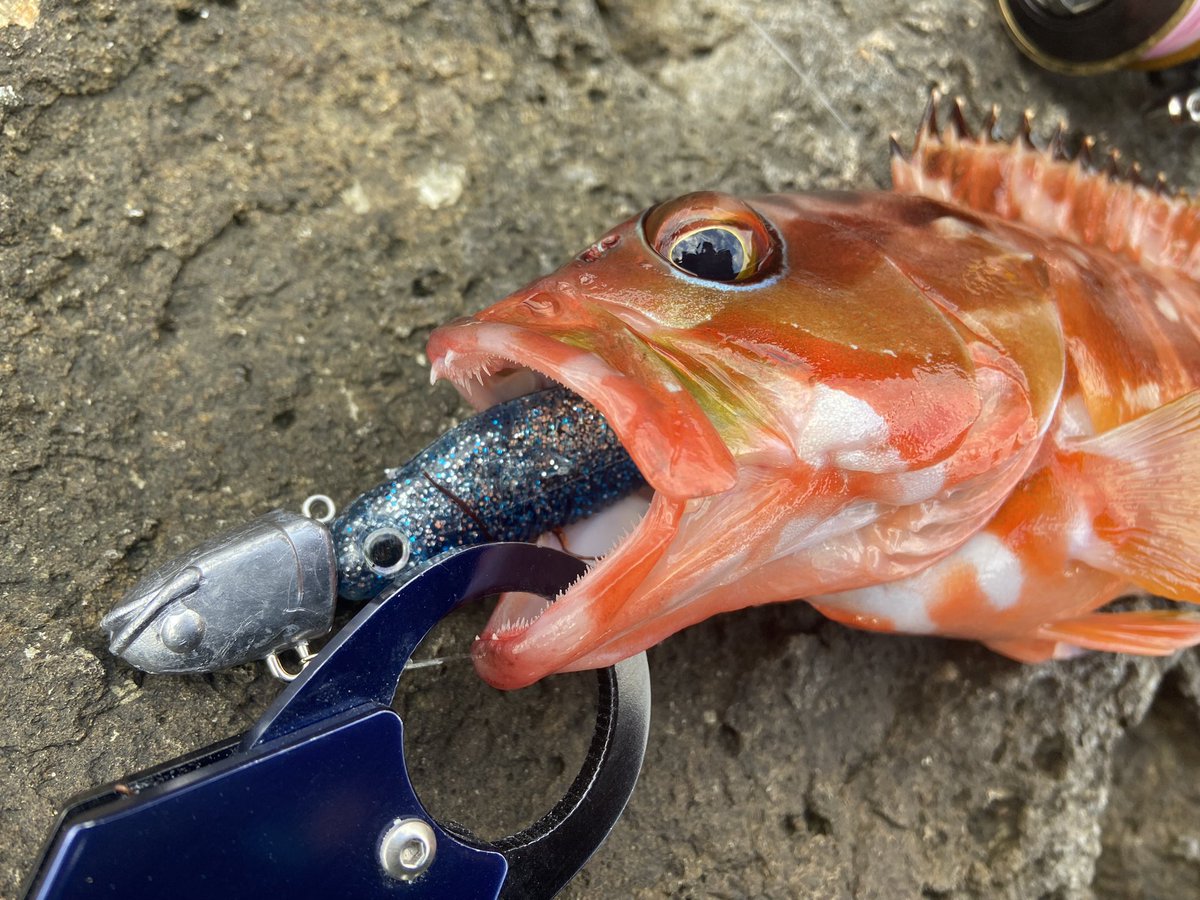 wocadaaa's tweet photo. ウネリが弱い間に🌀
沖の瀬スイミング後の着底で🔥
■#Apia #BruteHR #Harborbull96H
■#Daiwa #Certate3012H
■#Livre #LightArm65
■#xbraid #upgradePE_X4 1.2号
#fcabsorber 25lb
■#ecogear #SwimingTenya 40g
#BALT 4in https://t.co/mrLURghUh7