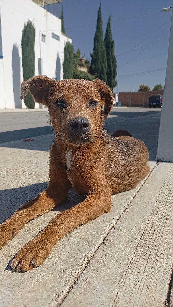 Alina_Gag's tweet photo. Comparto texto y fotos de @IvanaBeltranL (info con ella):

Hola! Soy Han Solo
y soy un amor de perrito. Cómo soy callejero a veces tiro los botes de basura, eso molesta a los vecinos y quieren hablarle a la perrera. La verdad yo solo lo hago cuando tengo hambre. Si me conocieran https://t.co/fmtlzsJG18
