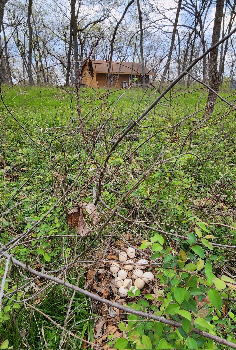 heyjoeherring's tweet photo. One year after #rxburning and midstory removal in Oak-Hickory woodland, southern Iowa. #forestmanagement #wildlife https://t.co/3bFUCWj35d